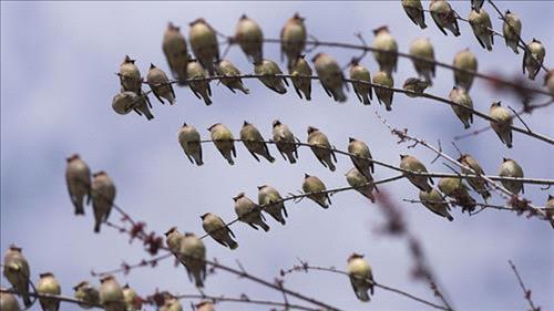 Birds sing to their unborn chicks to warn them about hot weather