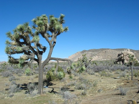 BorisFromStockdale, via Wikimedia Commons     
            12. Joshua Tree National Park 2,025,756 visitors