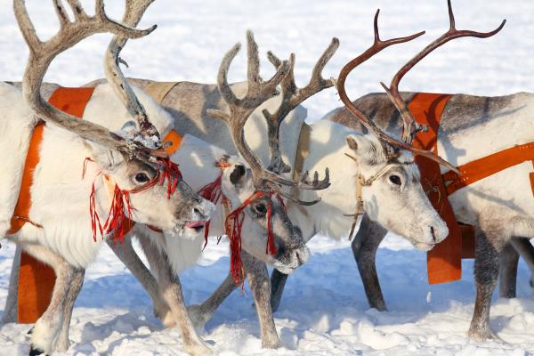 Thawed Reindeer Corpse May Have Triggered Russian Anthrax Outbreak