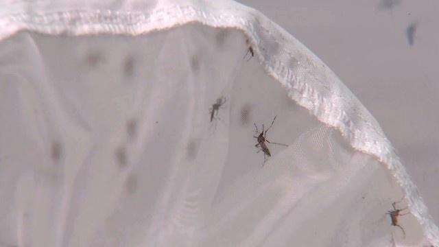 Zika virus CDC travel warning