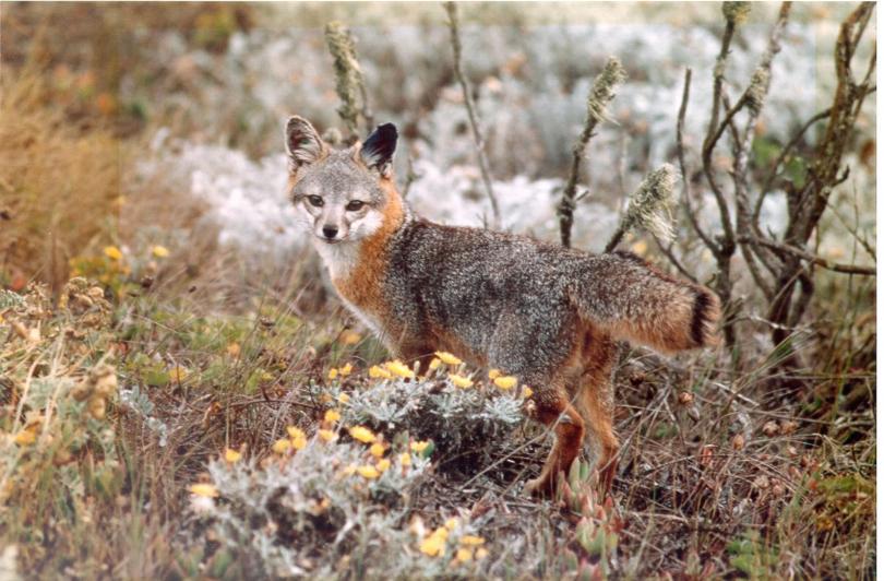 California Island Foxes Removed From Endangered Species List