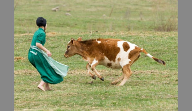 Can house dust explain why Amish protected from asthma?