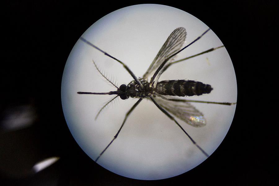 Zika Virus: Singapore Reports 41 Locally Transmitted Cases