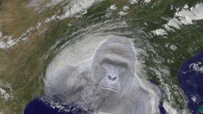 Tropical Storm Harambe