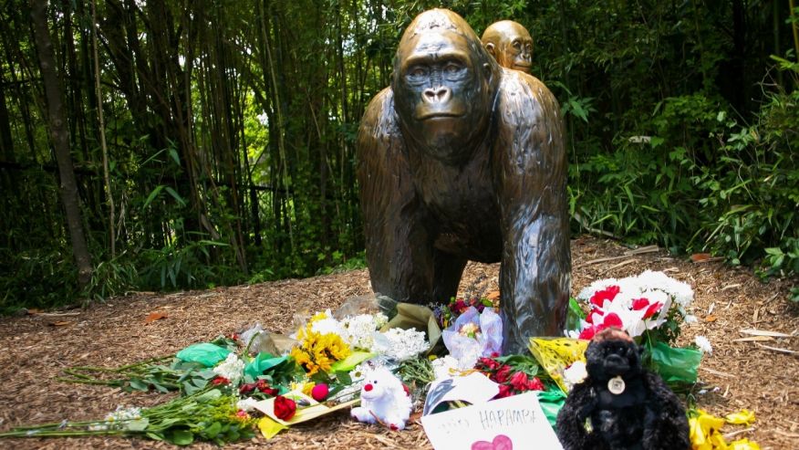 Cincinnati Zoo pleads to stop Harambe jokes and memes