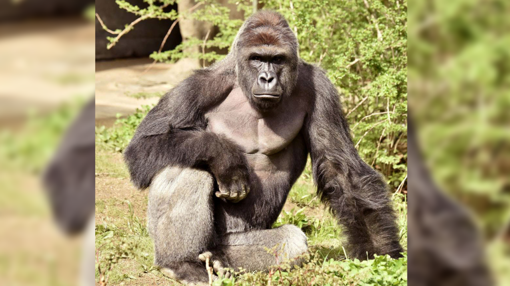 Cincinnati Zoo pleads to stop Harambe jokes and memes