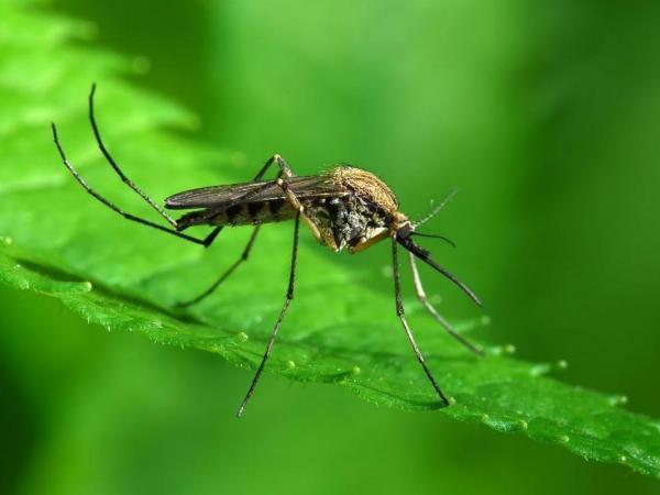 Evening Activities at Blydenburgh County Park Suspended After West Nile Virus Found in Mosquitoes