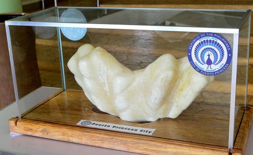 Princesa Tourism Office shows a giant pearl measuring 30cm wide, 67cm long and weighing 34kg is displayed in the lobby of the Puerto Princesa City Hall in Puerto Princesa city Palawan province in sou