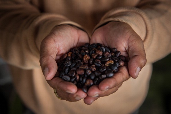 Civet Coffee In Indonesia