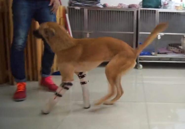 Cola was on wheels immediately following his accident but is much happier to have legs of his own