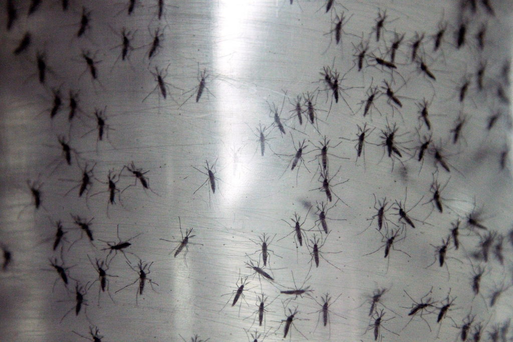 Containers hold genetically modified Aedes aegypti mosquitoes before being released in Panama City Panama in September 2014