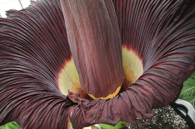 Rare Flower Comes To Botanical Garden