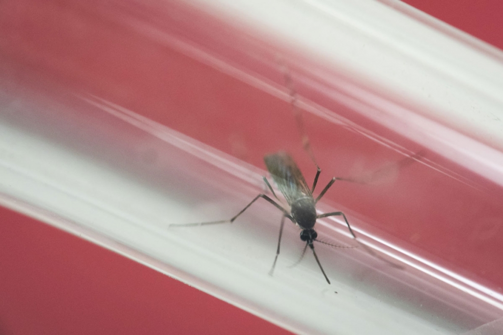 Aedes aegypti mosquito sits inside a glass tube at the Fiocruz institute where they have been screening for mosquitos naturally infected with the Zika virus in Rio de Janeiro Brazil