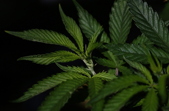 A marijuana plant is shown in a vendor's stall during the first annual National Cannabis Festival