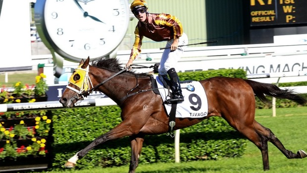 Tommy Berry is thrilled as Tavago trained by Kiwis Trent Busuttin and Natalie Young wins the ATC Derby at Randwick