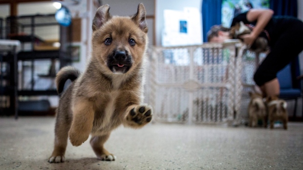 A Norwegian Buhund puppy