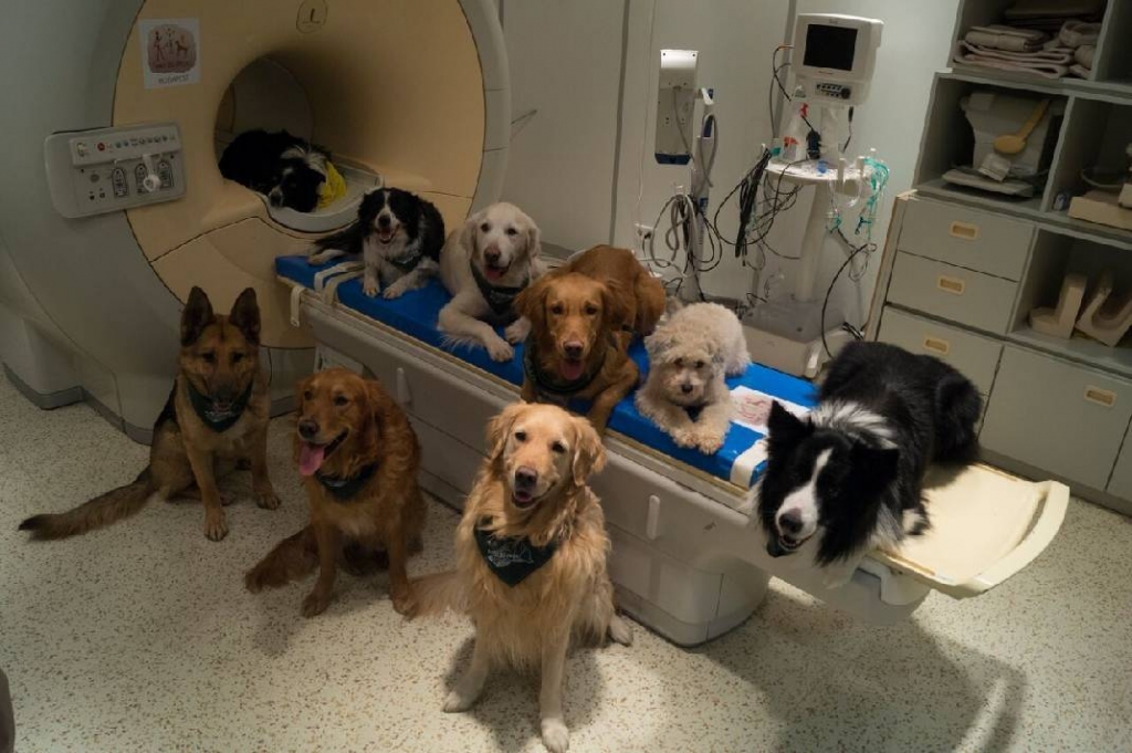 Dogs use same parts of brain as humans to process language