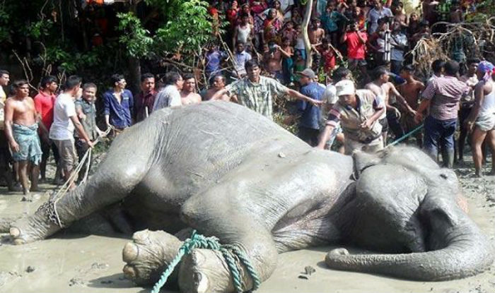 Indian elephant that washed up in Bangladesh dies