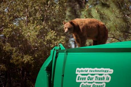 New Mexico bear hitches ride on top of a garbage truck