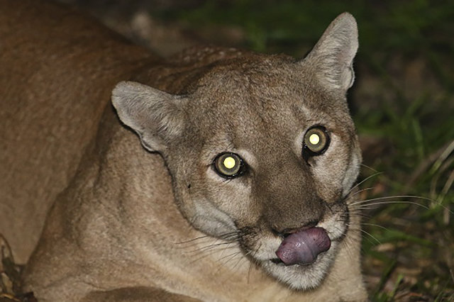 Girl 4 snatched by mountain lion on camping trip