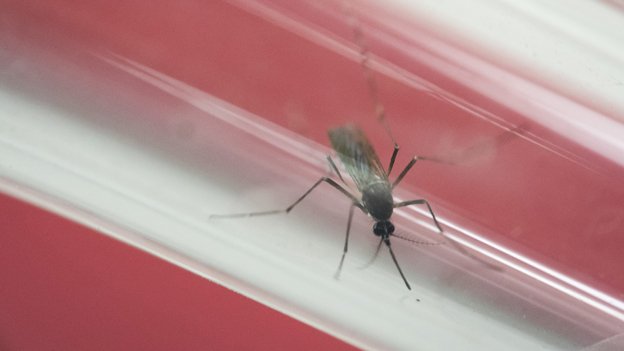 An Aedes aegypti mosquito the species most often associated with the spread of the Zika virus