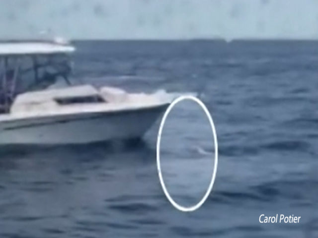 Ferry passengers spot dog swimming alone in the ocean off Cape Cod then cheer as fishermen sweep in to rescue the pooch