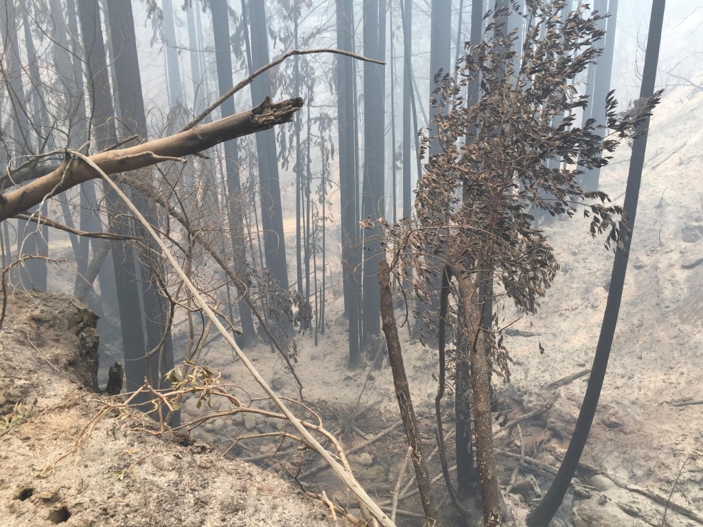 Fire investigators now say an illegal and unattended campfire caused the Soberanes Fire