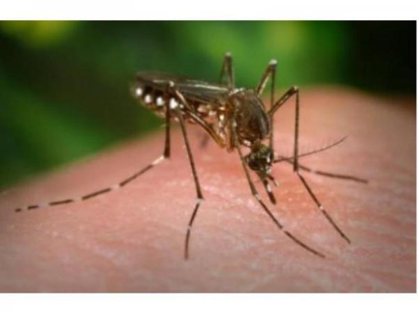 Mosquito Samples Test Positive For West Nile In Abington