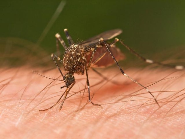 Montana man diagnosed with Zika virus after travels