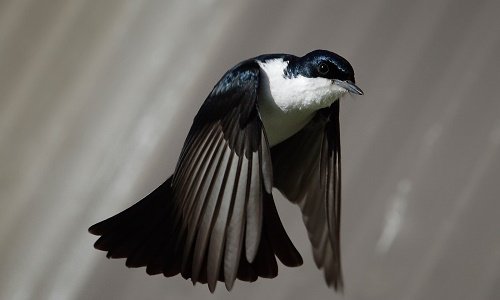 Birds can sleep while flying