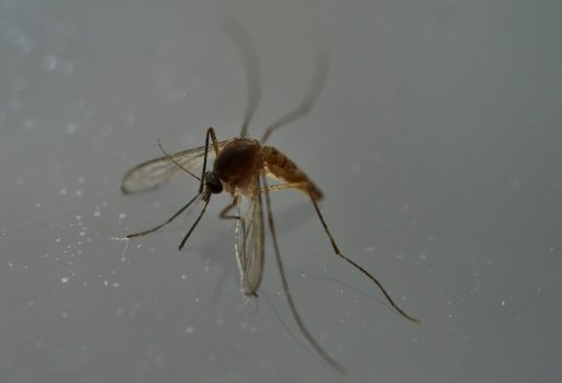 The Public Health Agency of Canada confirmed in a statement its first case of a birth defect related to the mosquito-borne Zika virus saying that a baby showed'severe neurological congenital anomalies-AFP