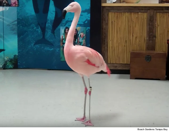 0803-pinky-flamingo-busch-gardens