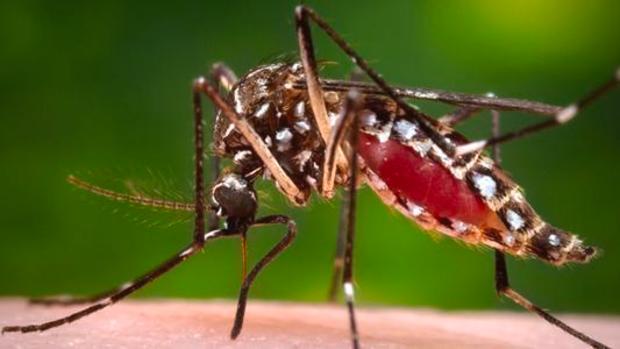 33 US military members have contracted Zika