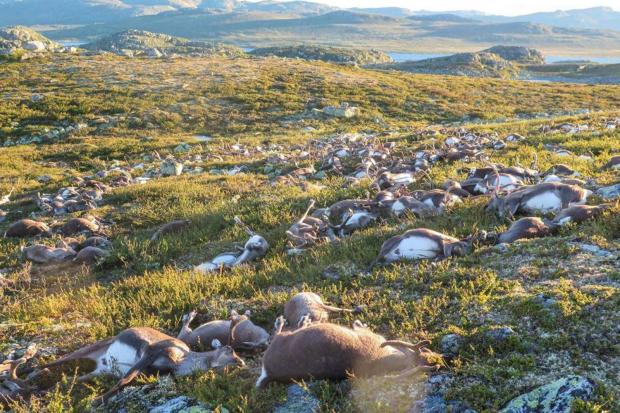 More than 300 reindeer killed by lightning in Norway