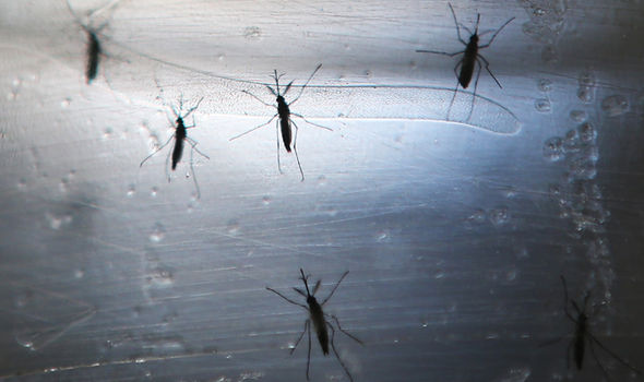 GETTYTourists have been advised against travelling to Florida as the state is gripped by the Zika virus