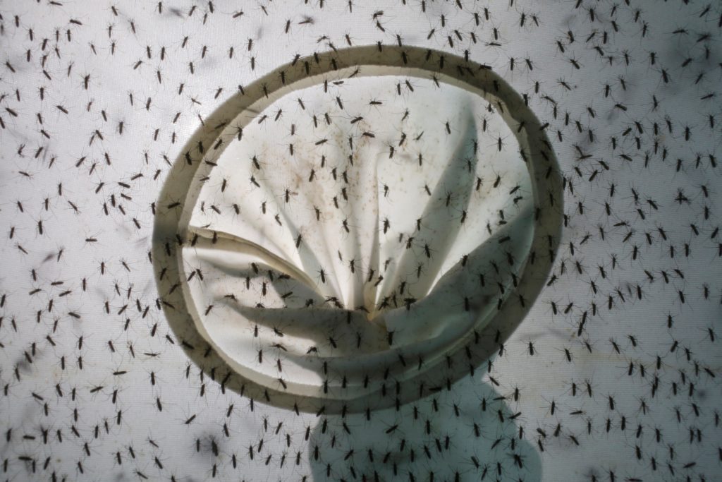 With FDA approval, GM mosquitoes could join Florida's Zika fight