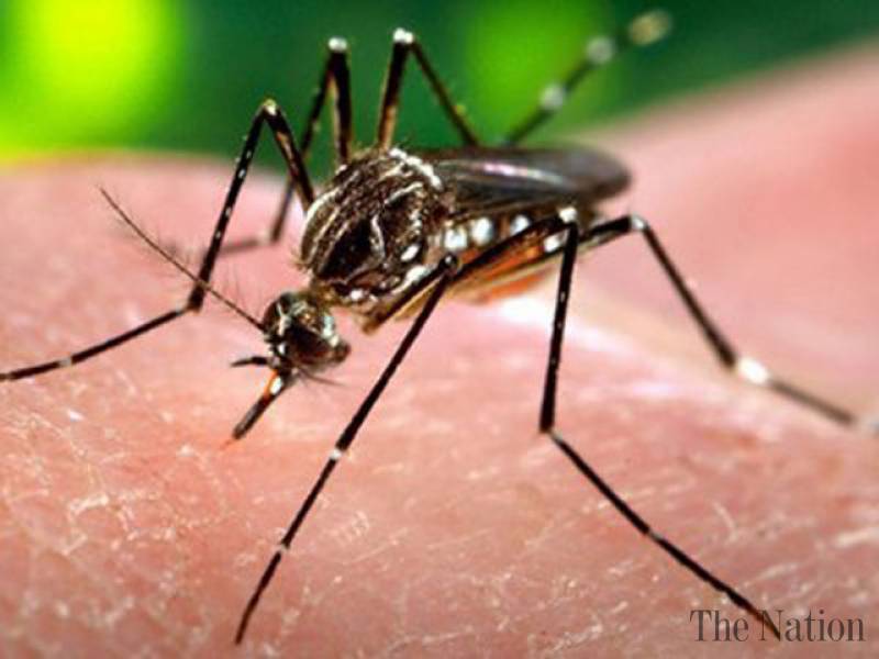 Spraying by air for mosquitoes Florida steps up Zika fight