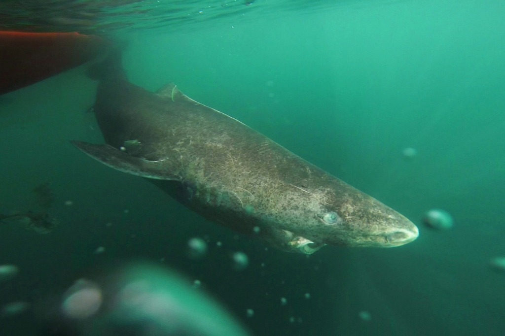 World's oldest vertebrate: Greenland sharks live to 400, nuclear bomb data reveals