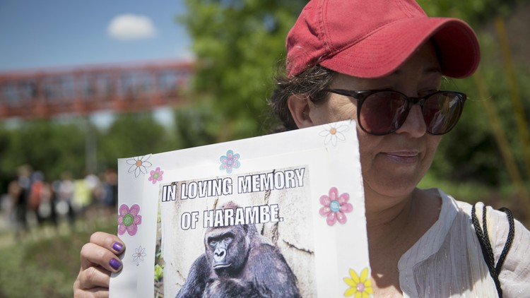 Cincinnati Zoo Twitter accounts gone amid Harambe comments