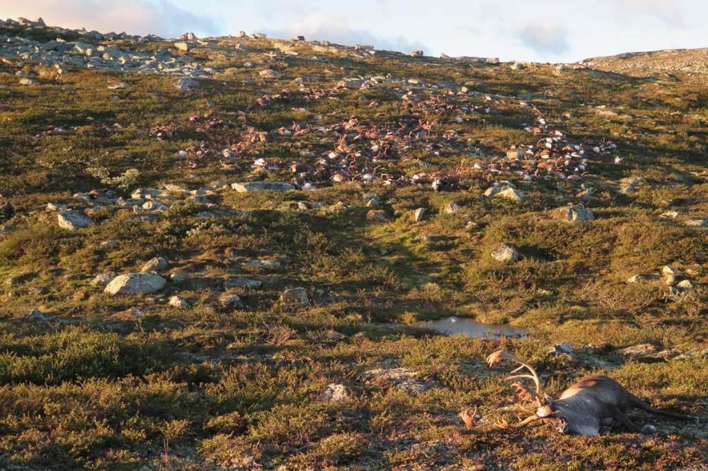 More than 300 reindeer killed by lightning storm in Norway