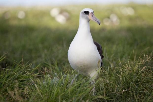 Obama To Quadruple Hawaii Monument, Creating World's Largest Protected Marine Area