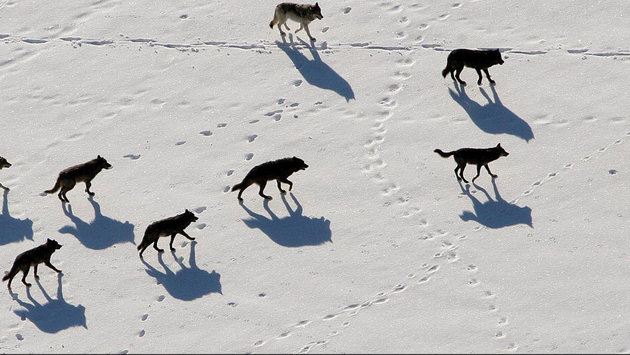 Ho New  Reuters
A pack of gray wolves perhaps the nation's most controversial predator will be killed by wildlife officials after it attacked cows