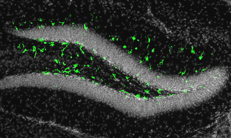 Illumination of the fluorescent biomarker in green revealed that the adult mouse brain could be infected by Zika. Credit Cell Stem Cell