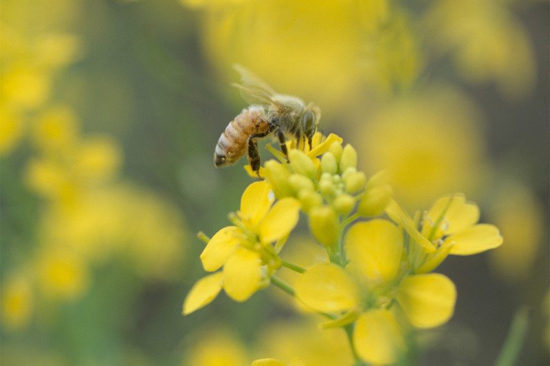 Bee on flower