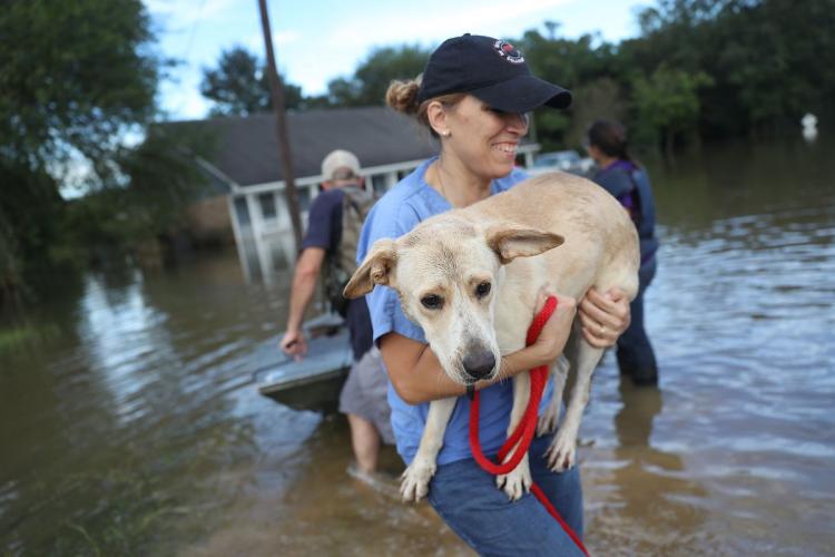 Ann Chapman from the Louisiana State Animal Response Team carries a dog she helped rescue from flood waters Monday in Baton Rouge La