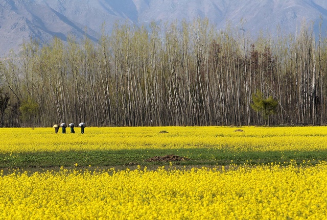 Kashmiri women carry gunny bags containing fodder for cattle as they walk in a mustard field in Bijbehara about 55 km south of Srinagar summer capital of Indian-controlled Kashmir