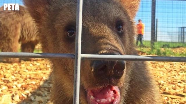 Lawsuit settlement: Cricket Hollow Zoo lions transferred to Colorado sanctuary