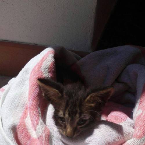 Aug. 5 2016 and provided by the Italian Coast Guard a kitten is wrapped in a towel after being rescued from downing off the coast of Marsala in Sicily Italy. The Italian coast guard has rescued and revived a drow