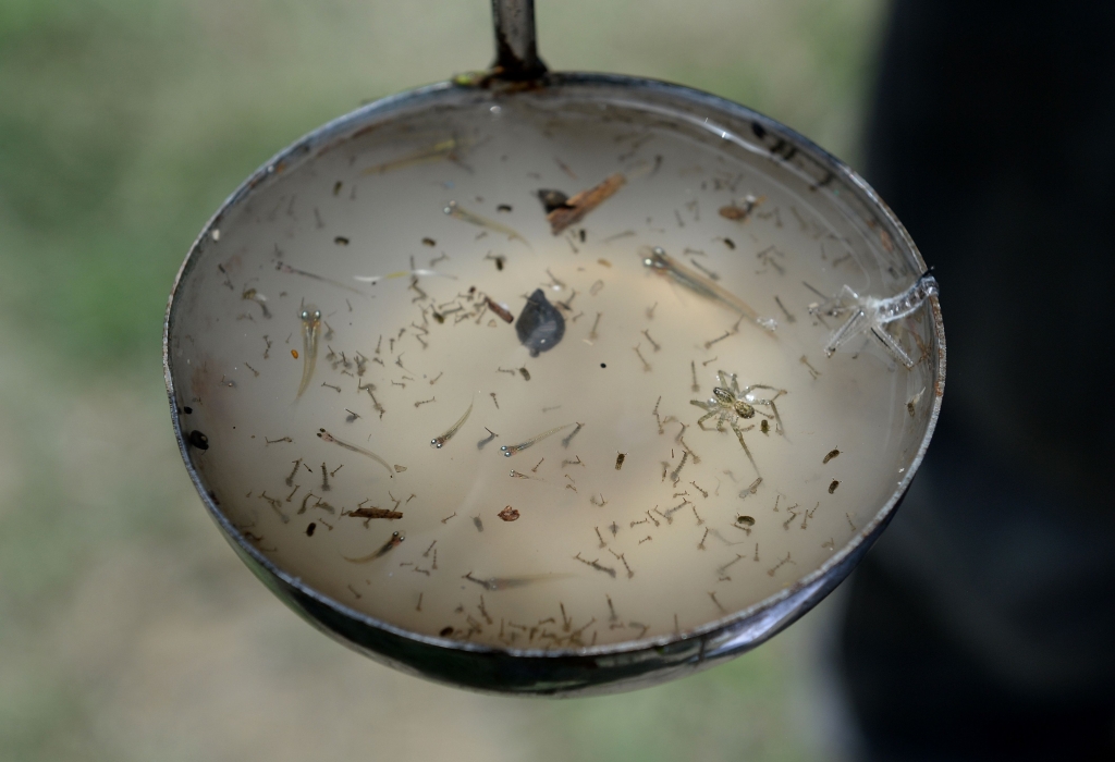 Kimberly Zapata9 min ago 3 Ways To Catch Zika Virus That Aren't Mosquitoes Or Sexual Transmission     PRAKASH SINGH  AFP  Getty Images