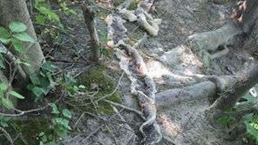 Large snake skin found in Maine